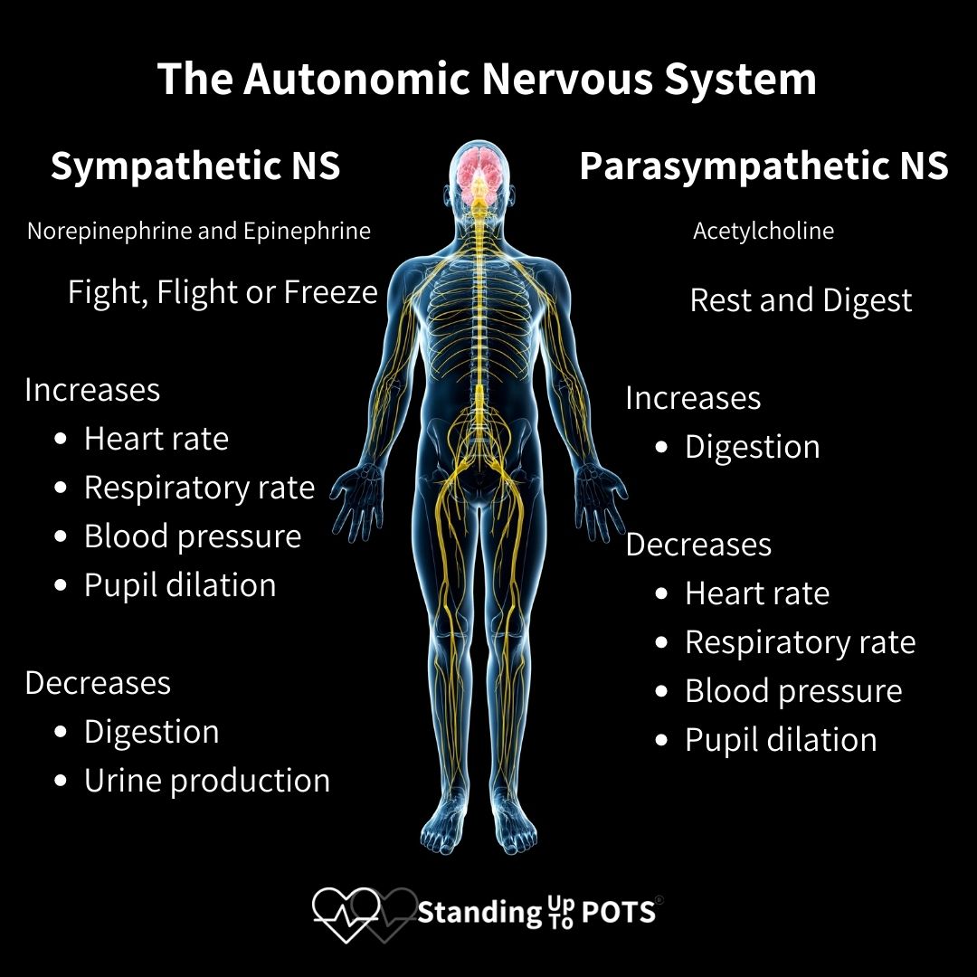 ANS 101 Standing Up To POTS